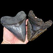 Megalodon Shark Tooth Value | What Determines the Value?