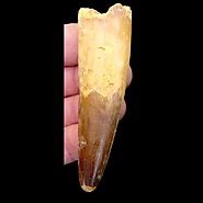 Spinosaurus Tooth for Sale