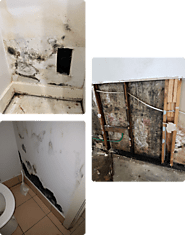 How Much Cost Of Mould Removal Company In Melbourne