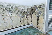 Why the Mould Inspection Melbourne Is Important?