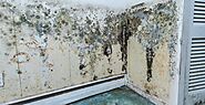 How And When Mould Inspection Melbourne Needs To Be Done?