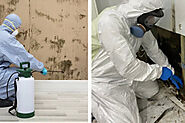 Essential Steps To Follow For Mold Removal Melbourne