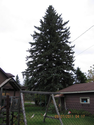 Iron River blue spruce named Michigan Christmas tree for 2013