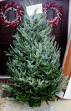 Top 10 Choices for Christmas Trees