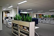Corporate Plant Hire Melbourne | Luwasa Indoor Plant Hire