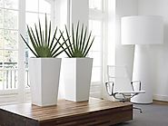 Improve Your Office Look By Corporate Plant Service