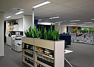 Why You Should Hire Office Plants?