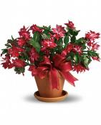 Giftblooms Festive Christmas Plants Online For Celebration
