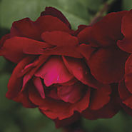 Black Cherry™ Floribunda Rose