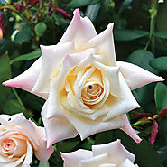 Soft Whisper Hybrid Tea Rose