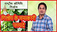 गिलोय के चमत्कारी फायदे | Benefits of Giloy in Hindi| Home Remedies | Health Tips By Divyarishi