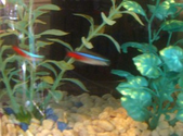 The Best Pet Fish for Small Tanks