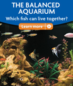 Pet Fish Guide: Choosing Fish and Fish Tank Tips | PetSmart