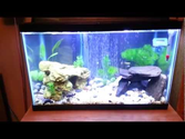 BEST AQUARIUM EVER | 10 GALLON PLANTED TANK | TIPS N' TRICKS