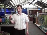 tropical aquarium plants the basics (2)