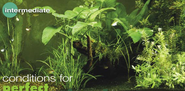 Aquarium Set-up: Tips for a Successful Freshwater Planted Aquarium