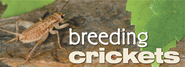 Breeding Your Own Feeder Insects: Crickets for Reptiles