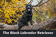 Black Labrador Retriever Facts