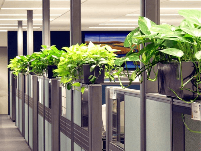 Office Plant Hire Services In Doncaster Inscape Indoor
