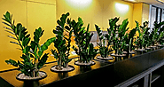 How Office plant hire Melbourne expert make your workplace greener?