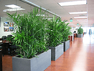 What elements does office plant hire Melbourne Experts considering?