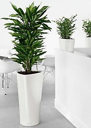 Office plant hire: get the best plants for your workspace