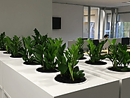 How Office Plant Hire Melbourne can transform your office and their benefits