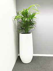 What kind of services does office plants Melbourne expert offer you? - Media/News Member Article By