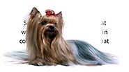 Difference Between Yorkshire Terriers and Silky Terriers
