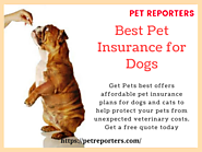 Best Pet Insurance for Dogs