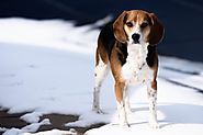Beagles – The Snoopy Dog Breed