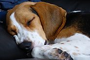 Beagles – Solving Beagle Ear Problems