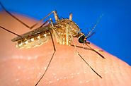 Dlaczego niektórych ludzi komary gryzą częściej niż innych?