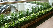Indoor Plant Hire in Melbourne | Office Plant Hire Melbourne: Experts Plants For Hire Melbourne How They Can Help in ...