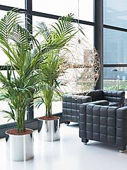 Indoor Plant Hire in Melbourne Make Your Window Railing The New Nursery Space For You