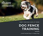 Dog Fence Training by Experts| DogGuard.com