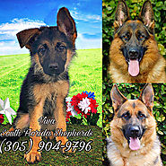 German Shepherd puppies for sale - #1 German Shepherd Breeder Miami