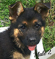 German Shepherd Puppies For Sale in Naples Florida