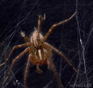 What is the Deadliest Spider in the World?