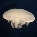 @JellyfishArt- jellyfishart.com