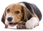 Kennel Cough - Symptoms and Treatment