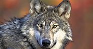 Congress Funds the Great Lakes Restoration Program and Leaves Wolves on Endangered List
