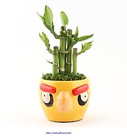 Angry bird planter