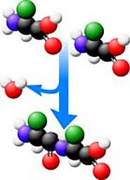 Buy Online Custom Peptide Synthesis for Business