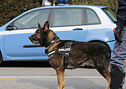 A Reminder from Drug Lawyers: Raleigh Police Can’t Detain You to Wait for a Drug-Sniffing Dog