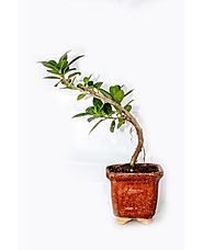 Ficus Blue Island with a squared pot | PlantKart