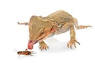 Pet Reptile Care for Beginners: What Kind of Food Does Your Bearded Dragon Need?