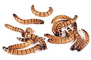 An Increasing Number of Exotic Pet Owners Choose Superworms for Sale