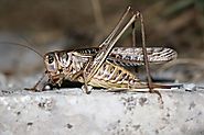 Buy Crickets Online to Give Your Reptile Pet Great Health Benefits