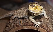 Important Factors to Consider When Shopping for Bearded Dragon Food